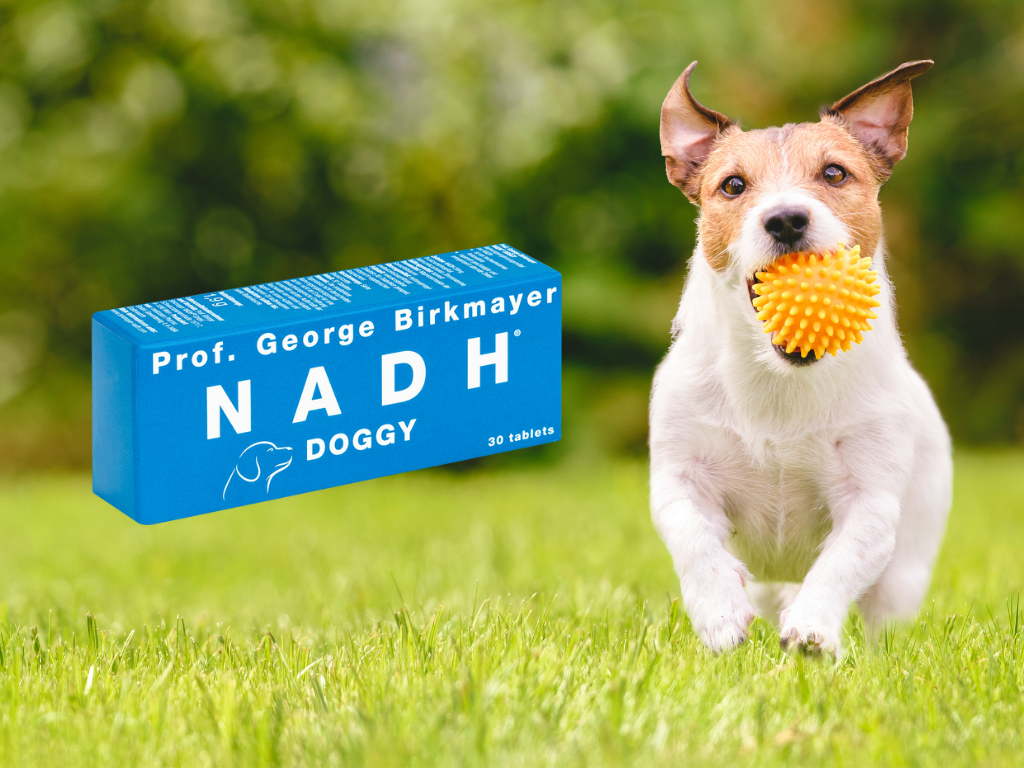 NADH - Cellular Support 細胞支持