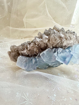 GemGem Crystal NEG Exclusive - Blue Fluorite Cubes With Smoky Quartz Cluster  <BR>砂糖立方體藍螢石共生茶晶簇 355grams - newearthstore