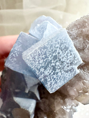 GemGem Crystal NEG Exclusive - Blue Fluorite Cubes With Smoky Quartz Cluster  <BR>砂糖立方體藍螢石共生茶晶簇 355grams - newearthstore