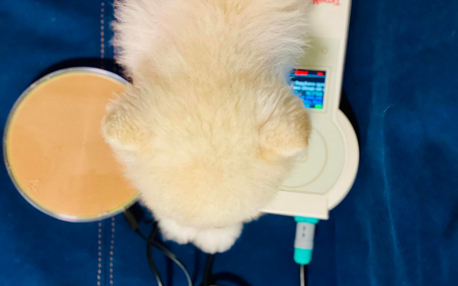 TimeWaver Home Animal Module ONLY (Frequency + Accessories) for Dogs <BR> TimeWaver Home 動物版頻率配件組合 (狗狗版本) - newearthstore