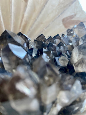 GemGem Crystal x NEG Exclusive Collection - Smoky Quartz Cluster <BR> 巨型茶水晶晶簇 1174 grams - newearthstore