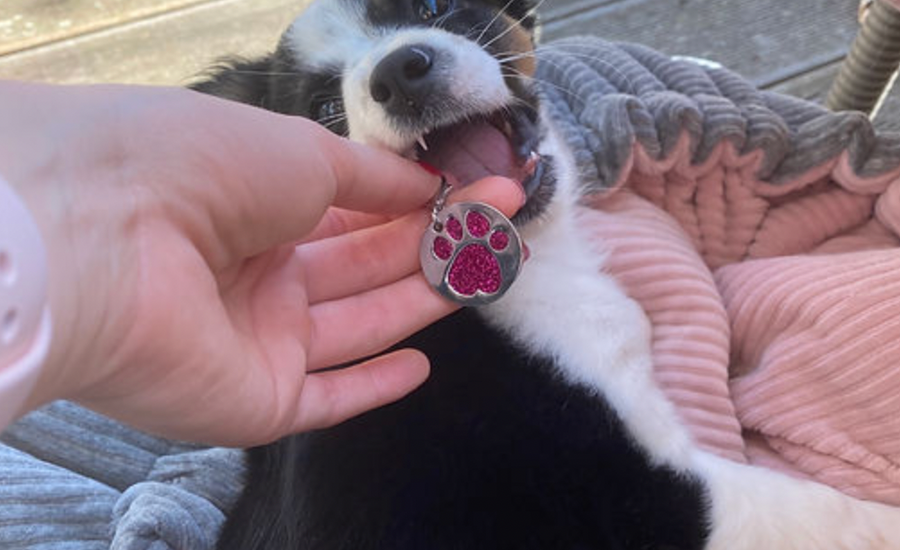 Quantum Power Pets Energy Chip PROTECT <BR> 量子訊息寵物能量保護吊墜 (Pre-Order: 11月底/12月初到貨) - newearthstore